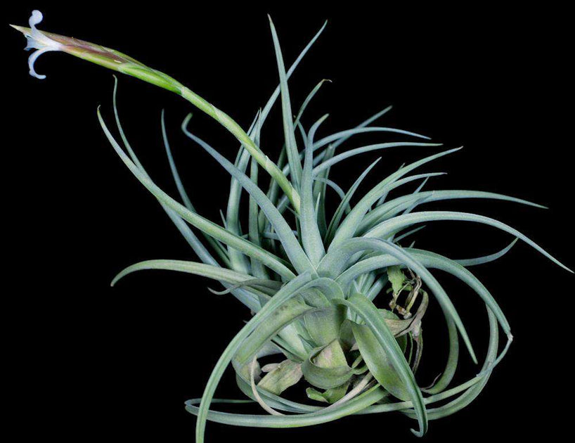 Tillandsia bermejoensis – Tropiflora