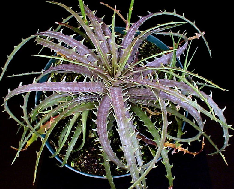 Dyckia beateae SEL97-0223 – Tropiflora