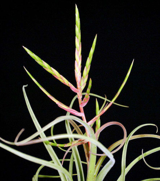 Tillandsia 'El Guapo' – Tropiflora Tillandsia 'El Guapo' – Tropiflora