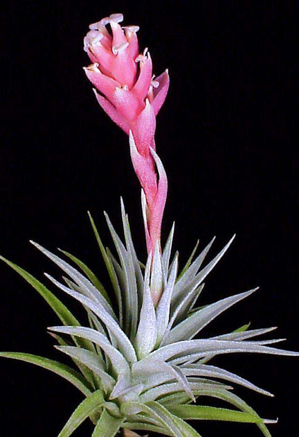 recurvifolia air plant Tillandsia recurvifolia