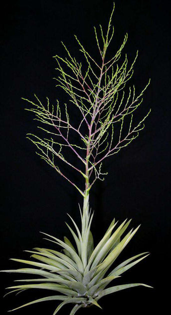 Tillandsia mima – Tropiflora
