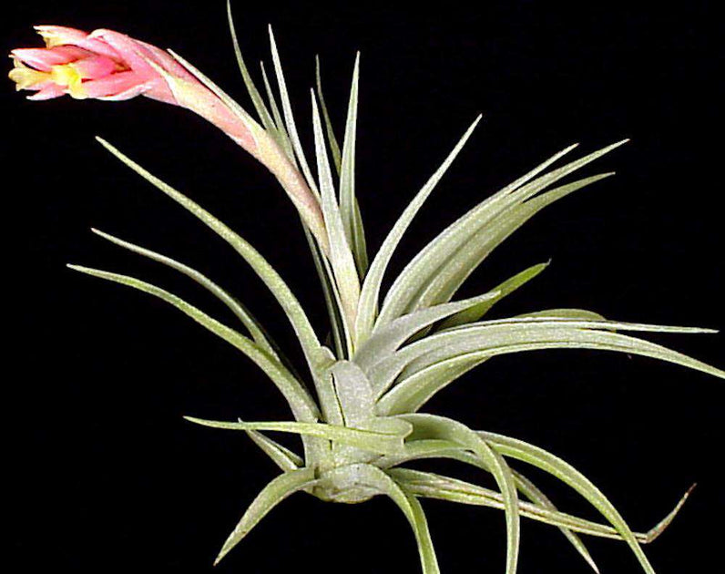 air plant white Tillandsia 'White Star' – Tropiflora