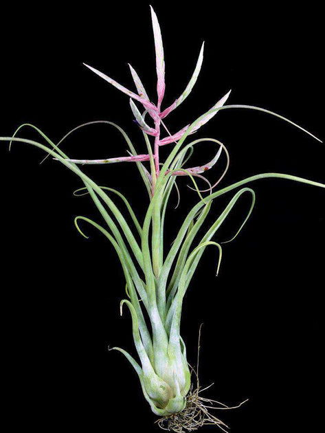long air plant Tillandsia 'Long John' – Tropiflora