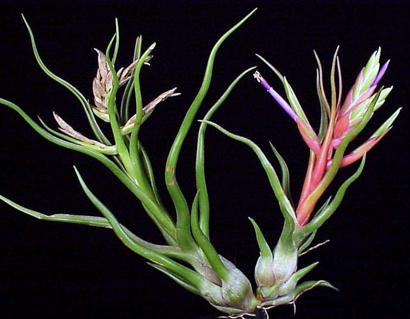 Tillandsia 'Showtime' – Tropiflora
