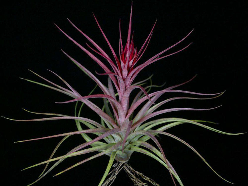 sparkler air plant Tillandsia 'Sparkler'