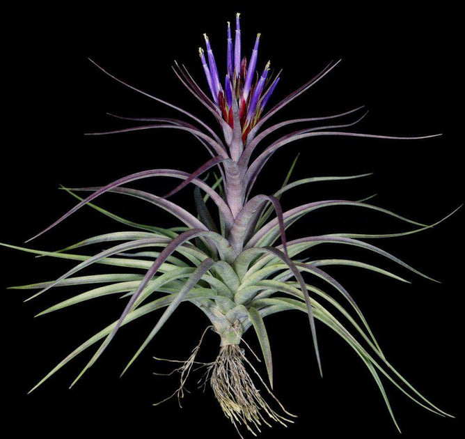 Tillandsia Bulk Plants: Tillandsia 'Sparkler' (Minimum of 10