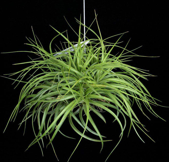 Tillandsia Bulk Plants: Tillandsia 'Sparkler' (Minimum of 10
