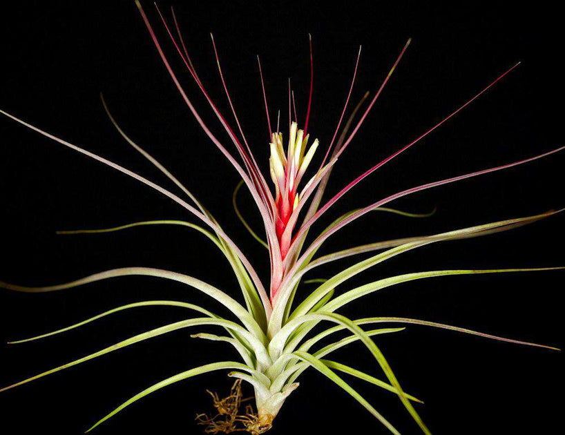 air plant 中文 Tillandsia Bulk Plants: Tillandsia 'Starburst' (Minimum of 10) – Tropiflora