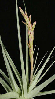 Tillandsia 'June T' - Tropiflora