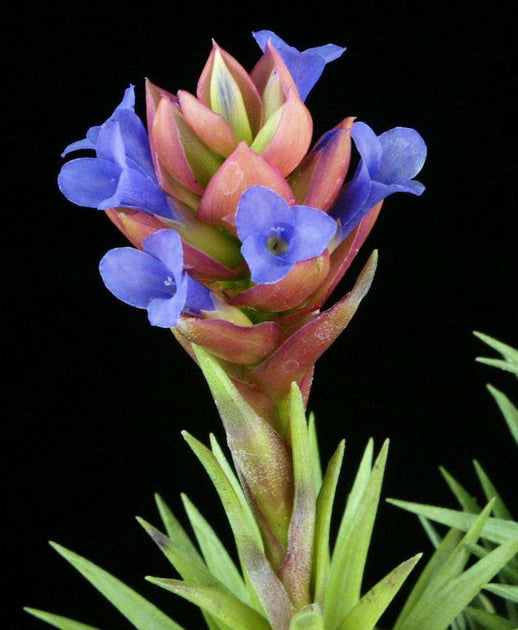 neglecta air plant Tillandsia neglecta – Tropiflora
