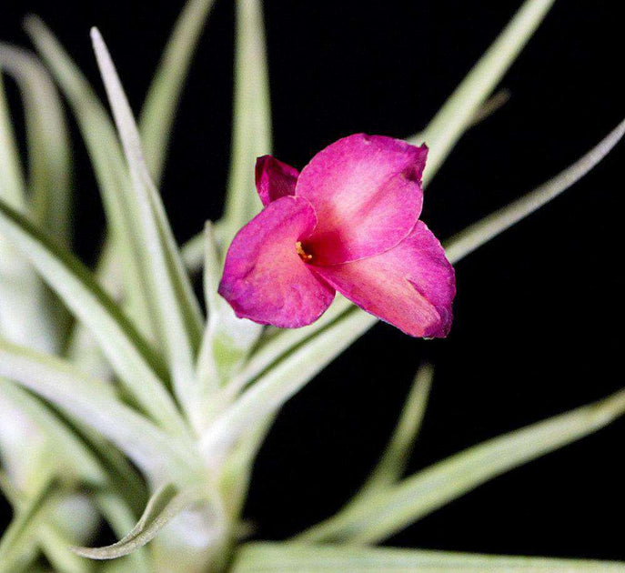 Tillandsia 'Mystic Rainbow' – Tropiflora