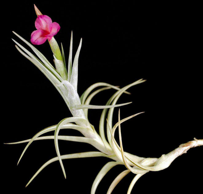 rainbow air plants Tillandsia 'Mystic Rainbow' – Tropiflora