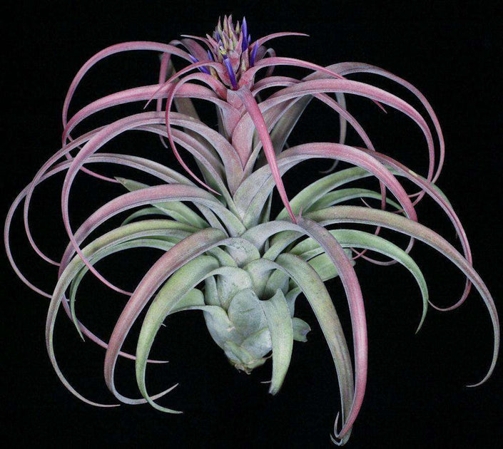 Tillandsia 'Eric Knobloch' – Tropiflora