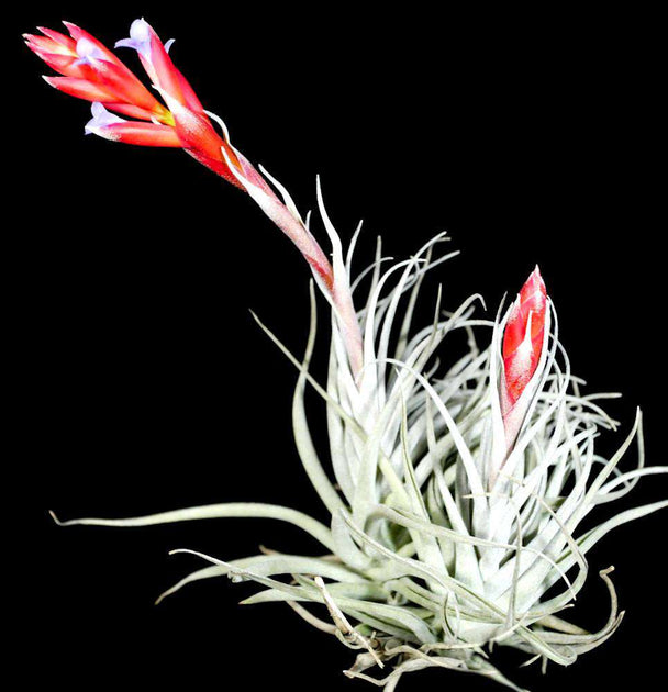 H*S様 Tillandsia ‘Mother's Day' T'S TROPI Tillandsia Steve Pink