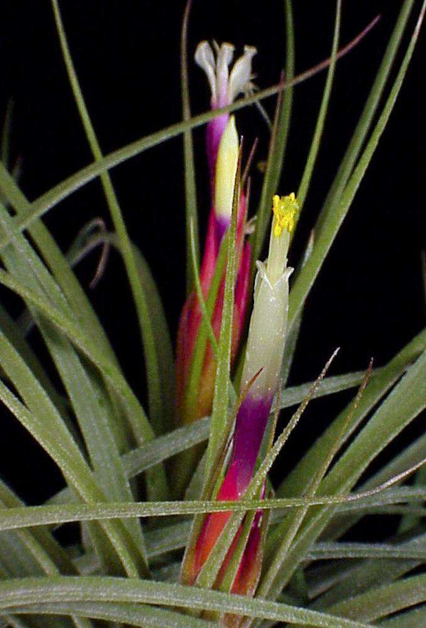 Tillandsia x rectifolia - Tropiflora