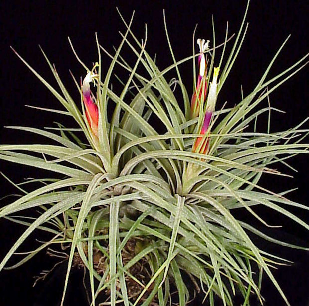 Tillandsia x rectifolia - Tropiflora