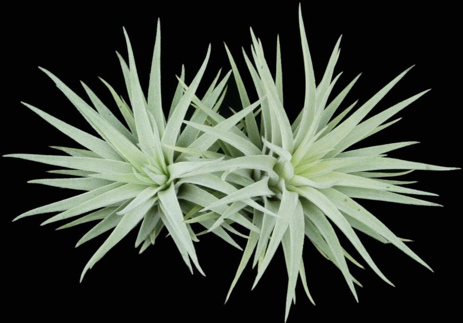 plagiotropica air plant Tillandsia plagiotropica
