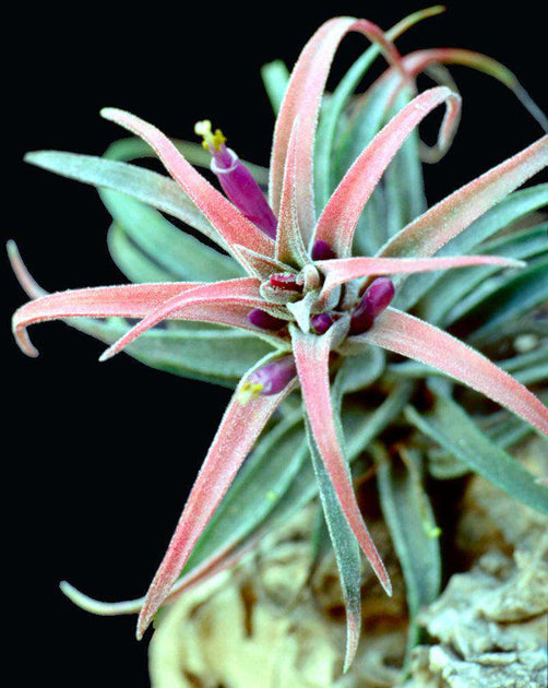 Tillandsia praschekii　ティランジア　ブロメリア Tillandsia praschekii ティランジア・プラシェキィ