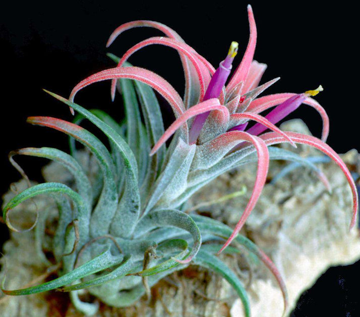 Tillandsia praschekii　ティランジア　ブロメリア Tillandsia praschekii ティランジア・プラシェキィ