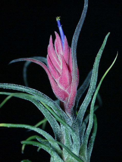 pruinosa air plant Tillandsia pruinosa – Tropiflora