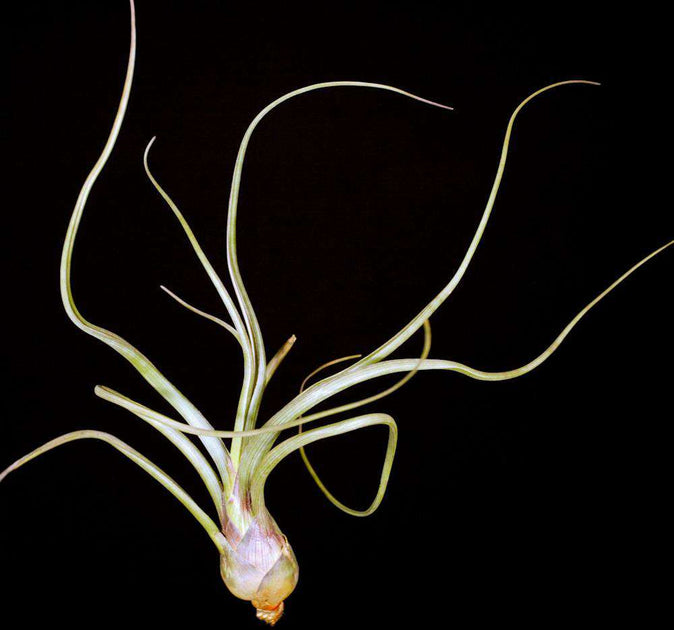 pseudobaileyi air plant Tillandsia pseudobaileyi – Tropiflora