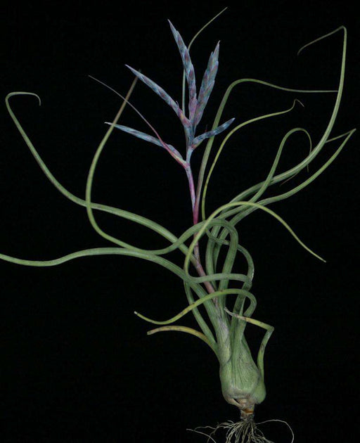 Tillandsia baileyi – 15 à 20cm - Fourmiculture