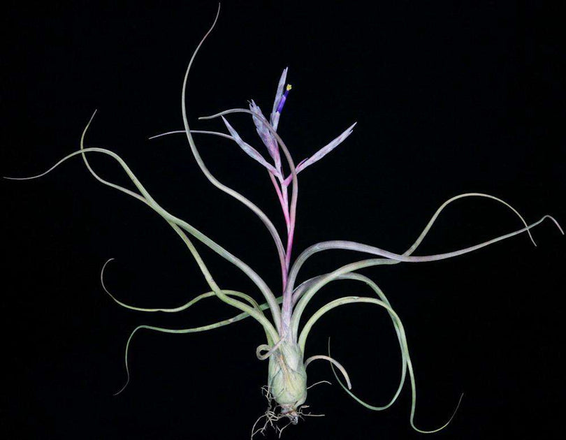 pseudobaileyi air plant Tillandsia pseudobaileyi – Tropiflora