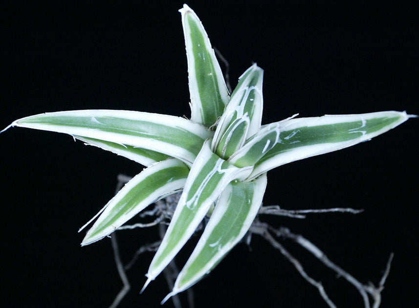 white rhino agave Agave victoriae-reginae albomarginated 'White Rhino' – Tropiflora