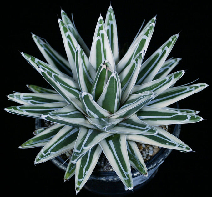 white rhino agave Agave victoriae-reginae albomarginated 'White Rhino' – Tropiflora
