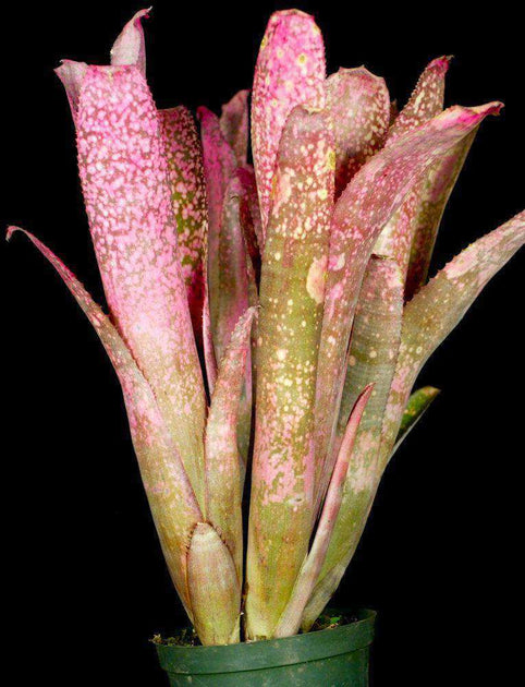 ブロメリア・エアープランツ Billbergia Tickled Pink Billbergia 'Tickled Pink' – Tropiflora