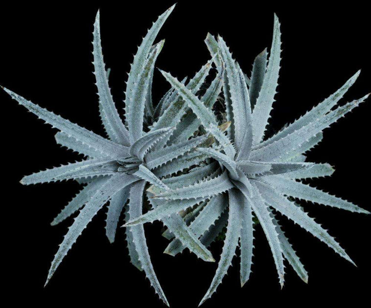原種 ディッキア Dyckia reitzii rubra large form 原種 ディッキア