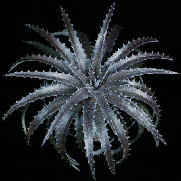 原種 ディッキア Dyckia reitzii rubra large form 原種 ディッキア Dyckia reitzii rubra large form 原種 ディッキア