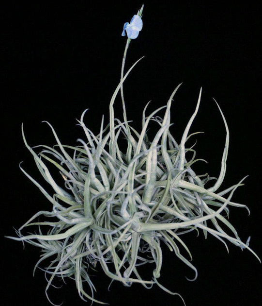 Tillandsia reichenbachii – Tropiflora