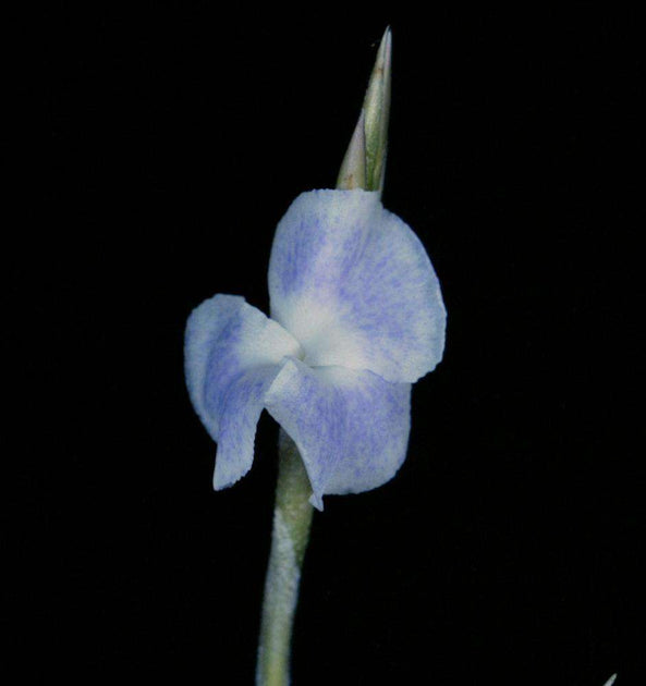 Tillandsia reichenbachii – Tropiflora