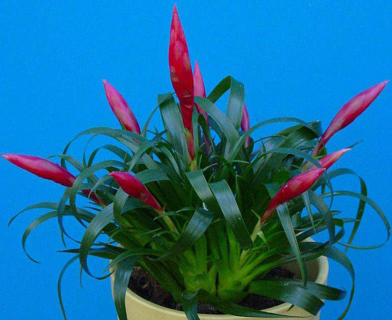 vriesea astrid plant Vriesea 'Astrid'