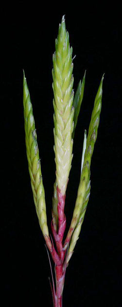 Tillandsia rolandgosselinii – Tropiflora