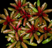Neoregelia 'Zoe' - Tropiflora