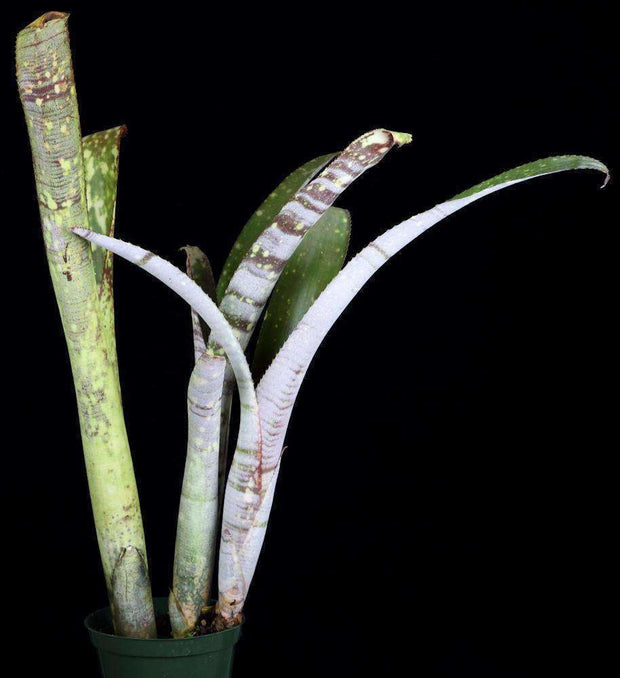 Billbergia fosteriana - Tropiflora