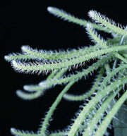 Rhipsalis dissimilis - Tropiflora