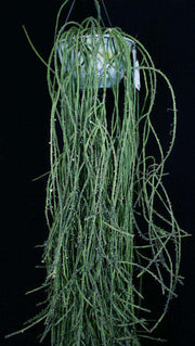 Rhipsalis dissimilis - Tropiflora