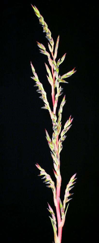 Tillandsia secunda 'Vivipara' - Tropiflora