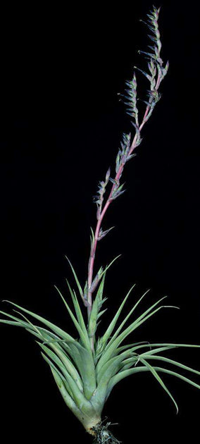 vivipara air plant Tillandsia secunda 'Vivipara' – Tropiflora