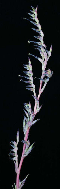 vivipara air plant Tillandsia secunda 'Vivipara' – Tropiflora