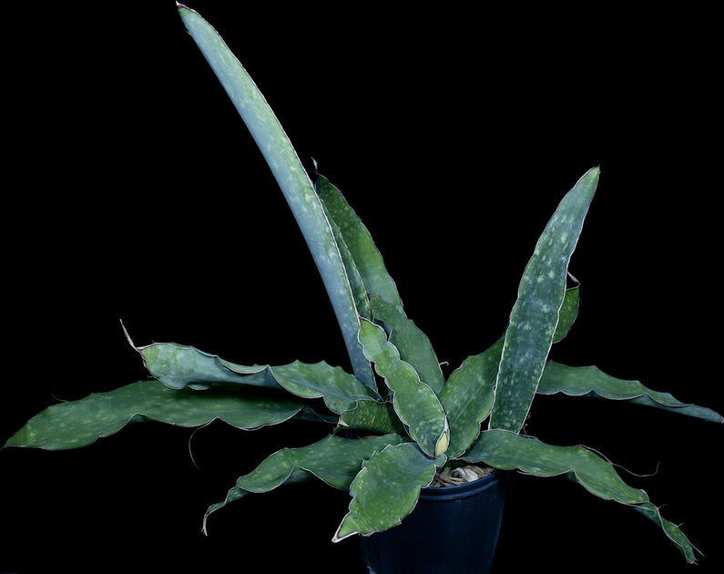 Sansevieria bhitalae 'Super Clone'