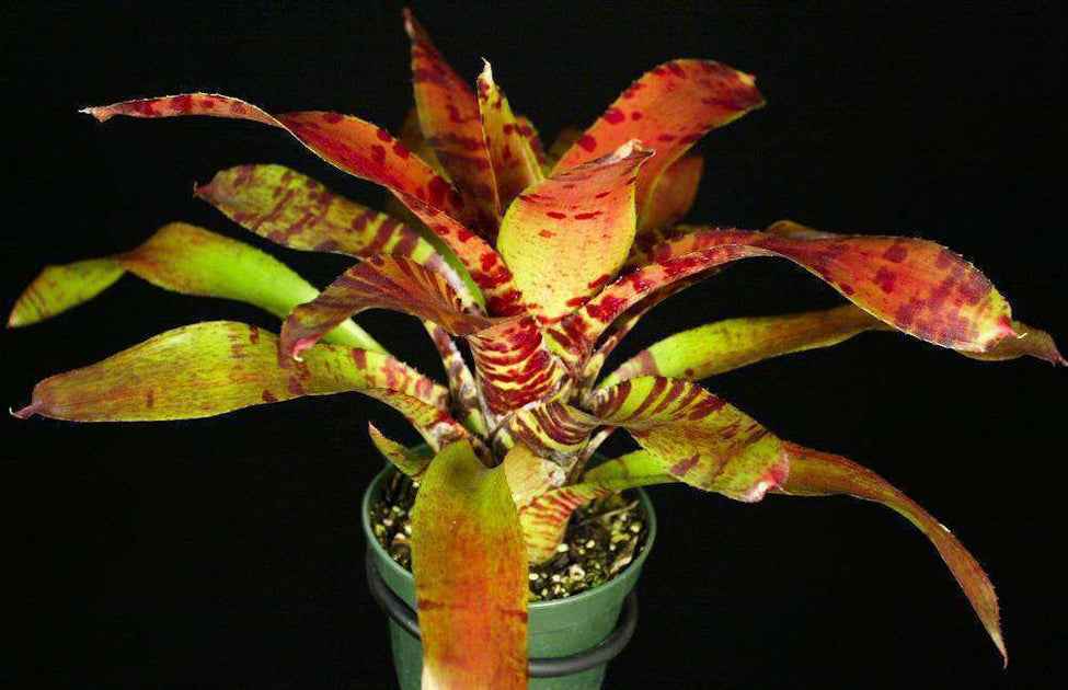 Neoregelia 'Blushing Tiger' Tropiflora