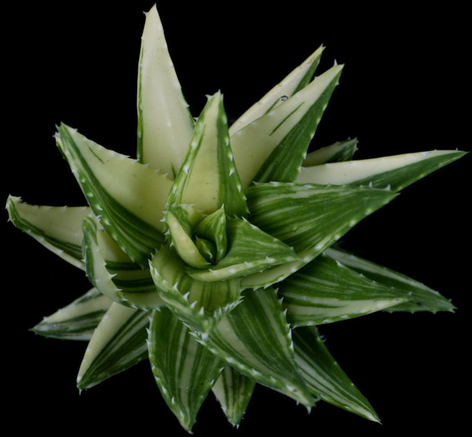 albino aloe vera plant Aloe nobilis variegated – Tropiflora
