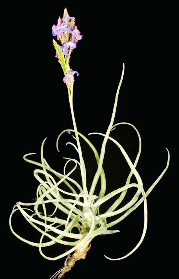 Tillandsia streptocarpa large form - Tropiflora