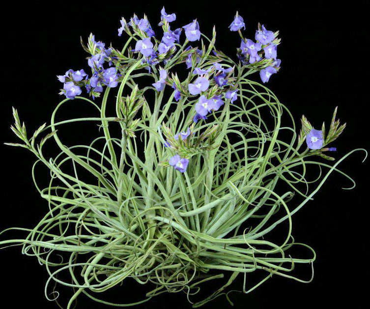streptocarpa air plant Tillandsia streptocarpa large form