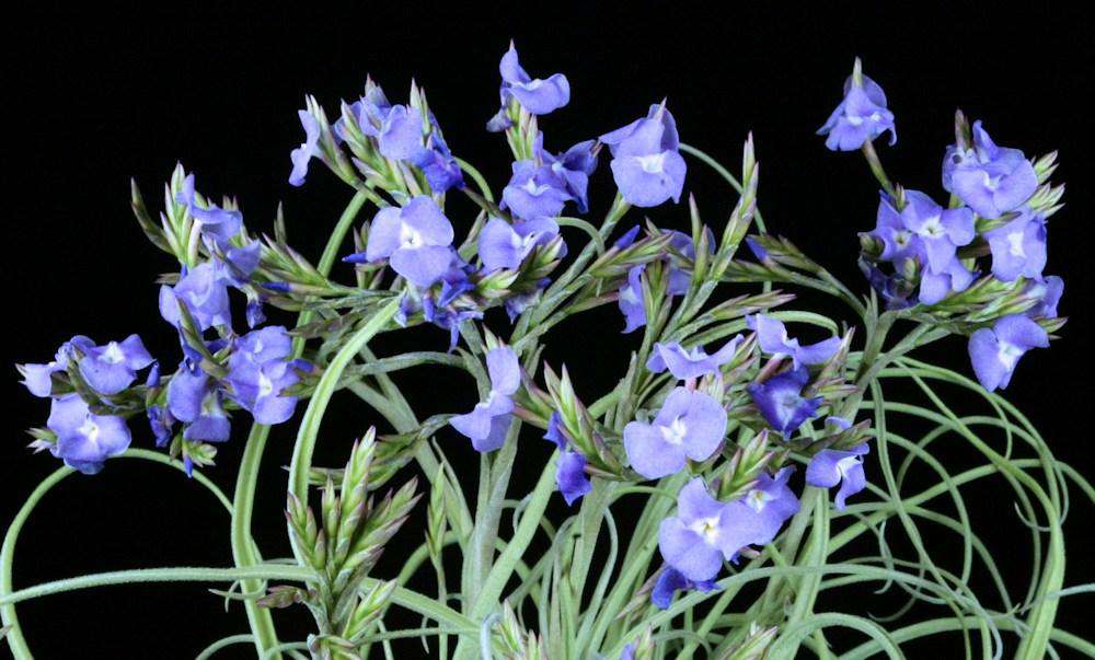 streptocarpa air plant Tillandsia streptocarpa large form – Tropiflora