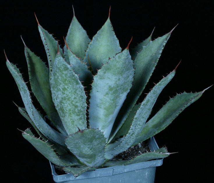 Agave guadalajarana – Tropiflora